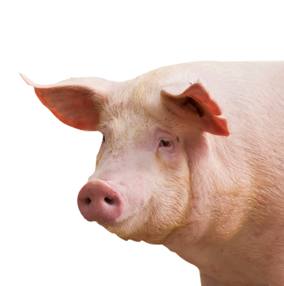 pig on a transparent background for Frontier Meat Packing