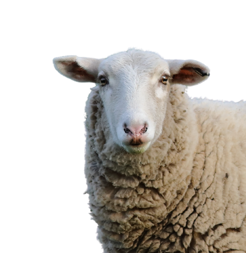 sheep on a transparent background for Frontier Meat Packing