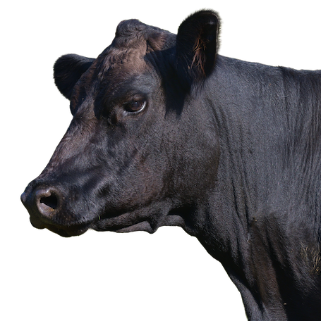 Black cow on a transparent background for Frontier Meat Packing