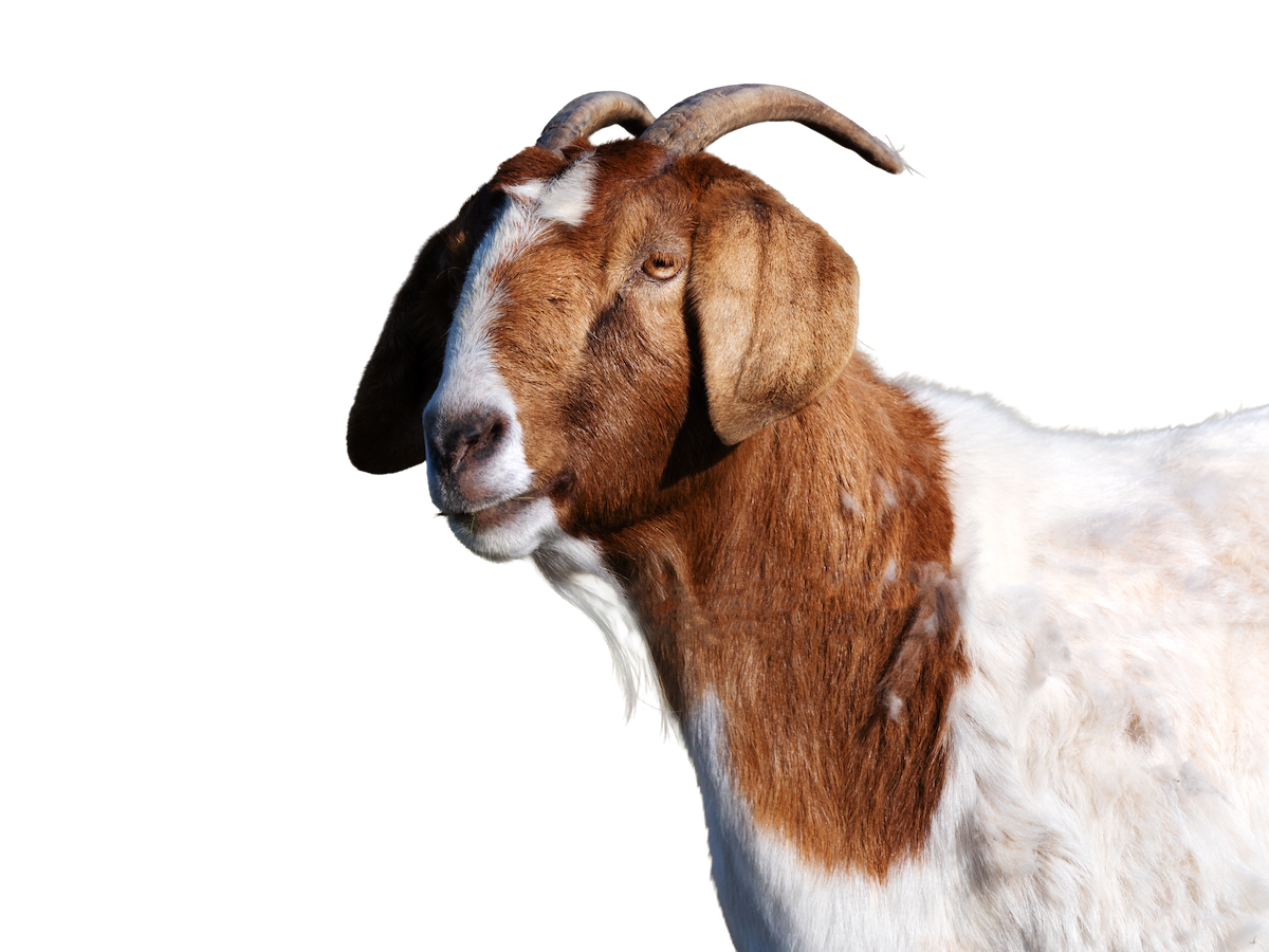 Goat with brown and white hair on a transparent background for Frontier Meat Packing